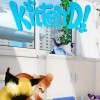 Kitten'd