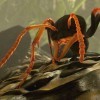 игра Ant Simulator
