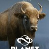 Игра Planet Zoo: Eurasia