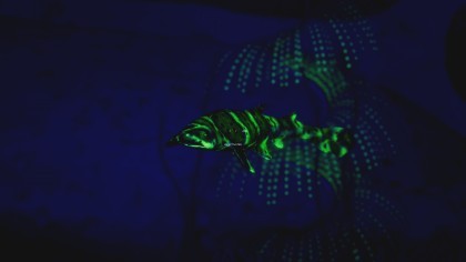 Beyond Blue игра