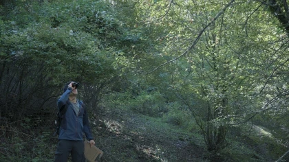 Wordless Forest скриншоты