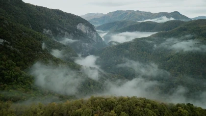 Wordless Forest скриншоты